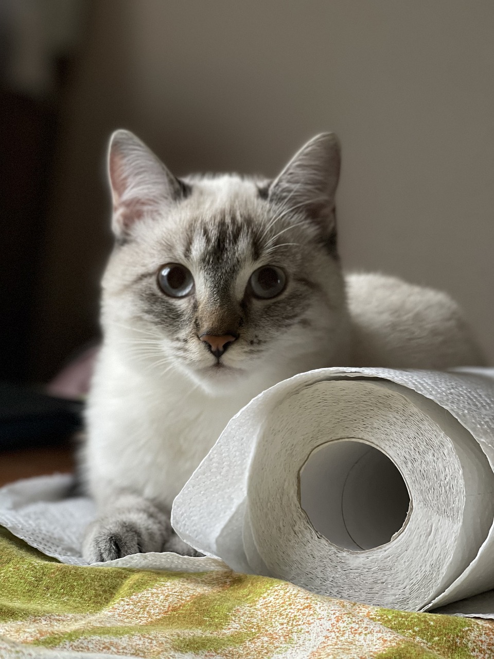 猫とトイレットペーパー大切な猫のトイレのお話