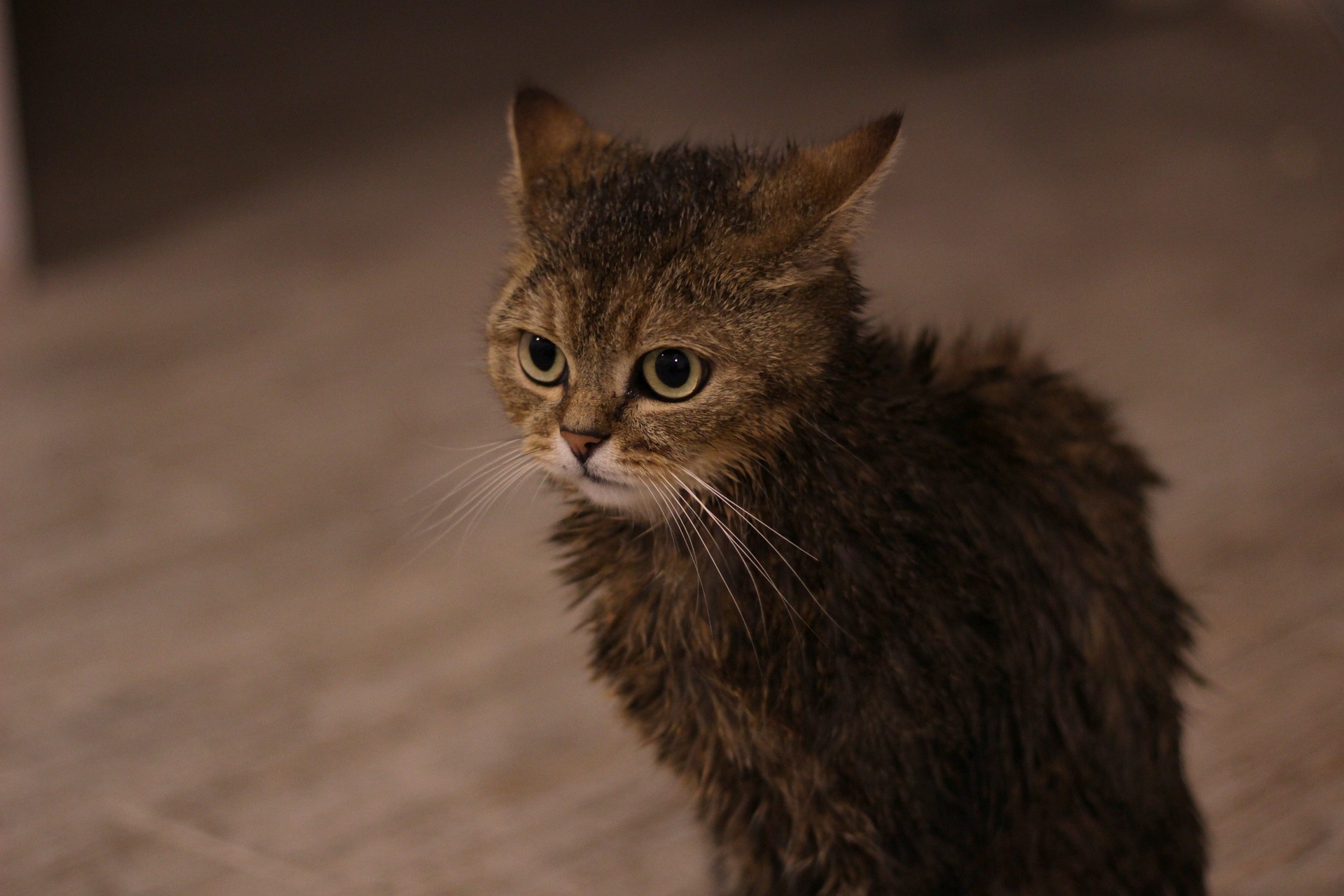 シャワーで濡れた子猫